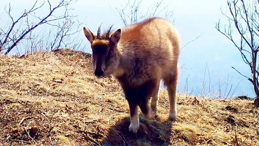 ЖИВОТНЫЕ КРАСНОЙ КНИГИ РОССИИ - Амурский горал